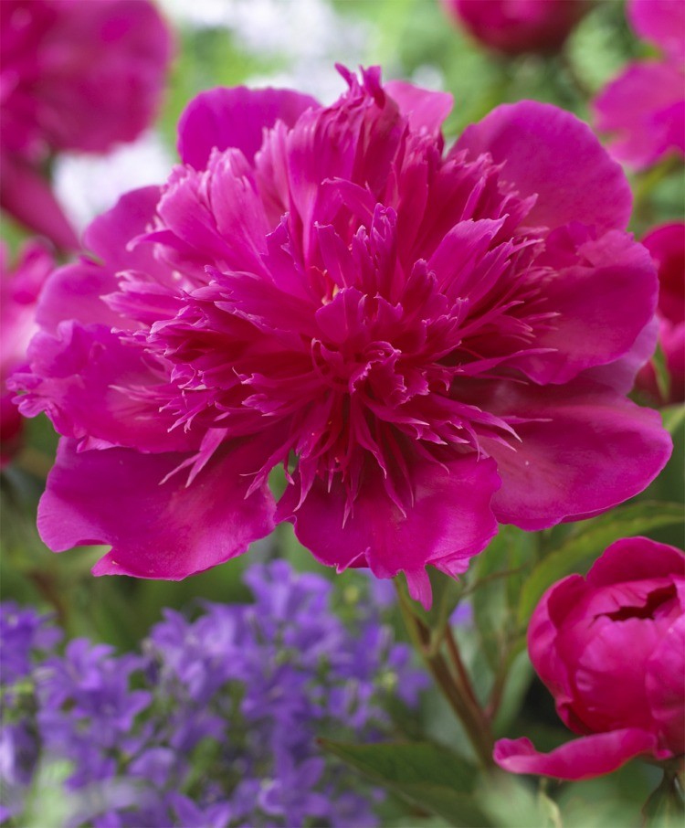 Purple Spider Peony, 3-5 eye - Click Image to Close